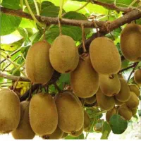 کیوی / پرتقال