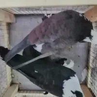 مخمل کربلایی عراقی کله سفید کفتر کبوتر|پرنده|یزد, |دیوار