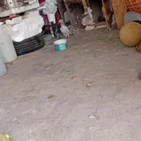کفتر|پرنده|نیشابور, رحمت آباد|دیوار
