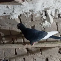 کفتر|پرنده|قم, آذر (نکویی)|دیوار
