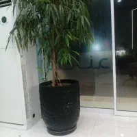 رهن کامل