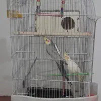 عروس هلندی چشم شرابی