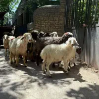 فروش بر نره سبک وزن سنگین