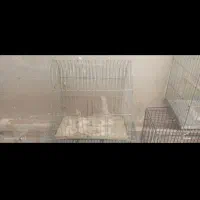 قفس پرنده|لوازم جانبی حیوانات|مهاجران, |دیوار