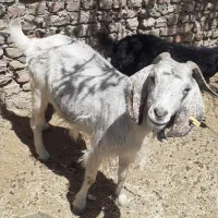 بز فروشی