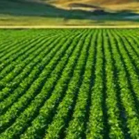 ۲هکتارنیم زمین کشاورزی مرغوب