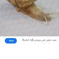 فروش حلزون