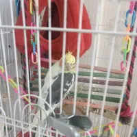 عروس نر ابلق|پرنده|کرج, حیدرآباد|دیوار