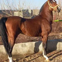 باشگاه سوارکاری و پانسیون اسب