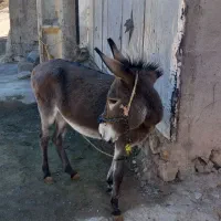 الاغ|حیوانات مزرعه|فیروزآباد (لرستان), |دیوار