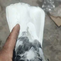 نر هفت رنگ یا سور دم سفید نیم شعمک|پرنده|کرمان, |دیوار