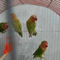 کوتوله برزیلی|پرنده|مشهد, شهید قربانی|دیوار