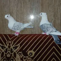 پشتی ابی|پرنده|سبزوار, جوادیه شرقی|دیوار