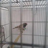 دوتا گلبسر قرص بخون|پرنده|پاکدشت, پاکدشت (مامازند)|دیوار