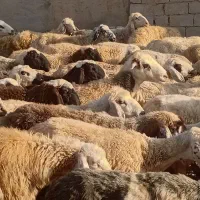 ۵۶راس میش عراقی دورگ فروشی و۲۲راس میش ترکی فروشی