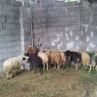 گوسفند بره