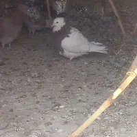 نروماده طوقی|پرنده|ساوه, |دیوار