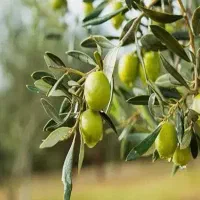 واگذاری-فروشگاه-فعال-با-تجهیزات-کامل-و-ممتاز