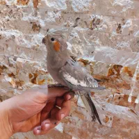 عروس هلندی رام ( اهویی ) ماده مست