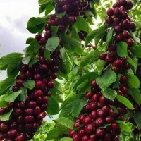 نهال انواع گیلاس  خوشه‌ای