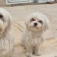 سگ شیتزو ۲ ساله ماده