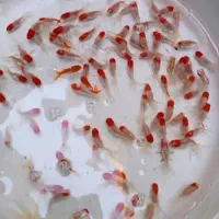 ماهی|ماهی|زرند, |دیوار