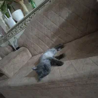 واگذاری گربه پرشین|گربه|کرمانشاه, |دیوار