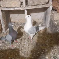 گراف