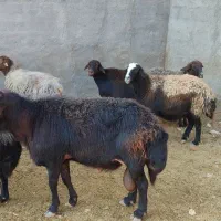 میش|حیوانات مزرعه|سبزوار, کاشفی شمالی (دادگستری)|دیوار