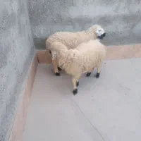 دوتا بره ماده خوشگل زابل جان