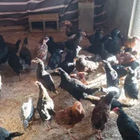 مرغ‌محلی|حیوانات مزرعه|شیراز, گویم|دیوار