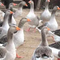 فروش ۴ عدد غاز محلی سالم بشرط یکساله