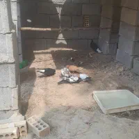 کبوتر