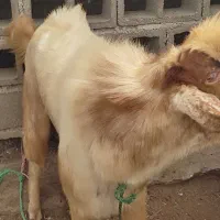 فروش نری مخصوص مال ...بزرگ و هیکلی|حیوانات مزرعه|میناب, |دیوار