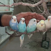 فروش پرنده با نازل ترین قیمت