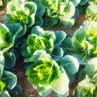 ارسال کلم  برای گاوداری تحویلی