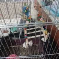 عروی هلندی|پرنده|آبادان, |دیوار