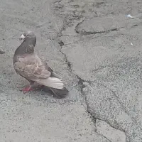 کفتر|پرنده|کنگاور, |دیوار