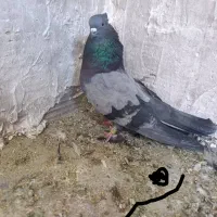 نرماده سبرملقی کلاهی استوره