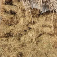 یونجه و کاه دام