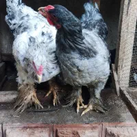 مرغ برهمایی مرغ محلی مرغ نیمچه|حیوانات مزرعه|رامیان, |دیوار