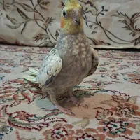 عروس هلندی مرواریدی|پرنده|اصفهان, پوریای ولی|دیوار