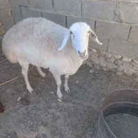 یک عددگوسفندوبز|حیوانات مزرعه|هامون, |دیوار