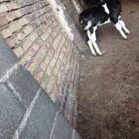 نخری تازه زا|حیوانات مزرعه|فلاورجان, |دیوار