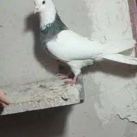 سرور کلفه|پرنده|اردبیل, |دیوار