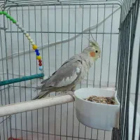 عروس هلندی|پرنده|محمدشهر, جعفرآباد|دیوار