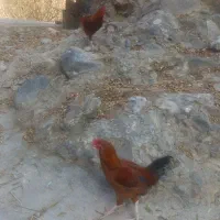 دو عدد خروس|حیوانات مزرعه|رینه, |دیوار