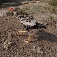 لاری|حیوانات مزرعه|نگین شهر, |دیوار