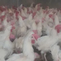 مرغ سفید تخم گزار و مخصوص قربانی|حیوانات مزرعه|قوچان, |دیوار