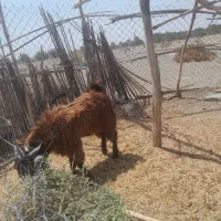 چپشت|حیوانات مزرعه|قلعه گنج, |دیوار